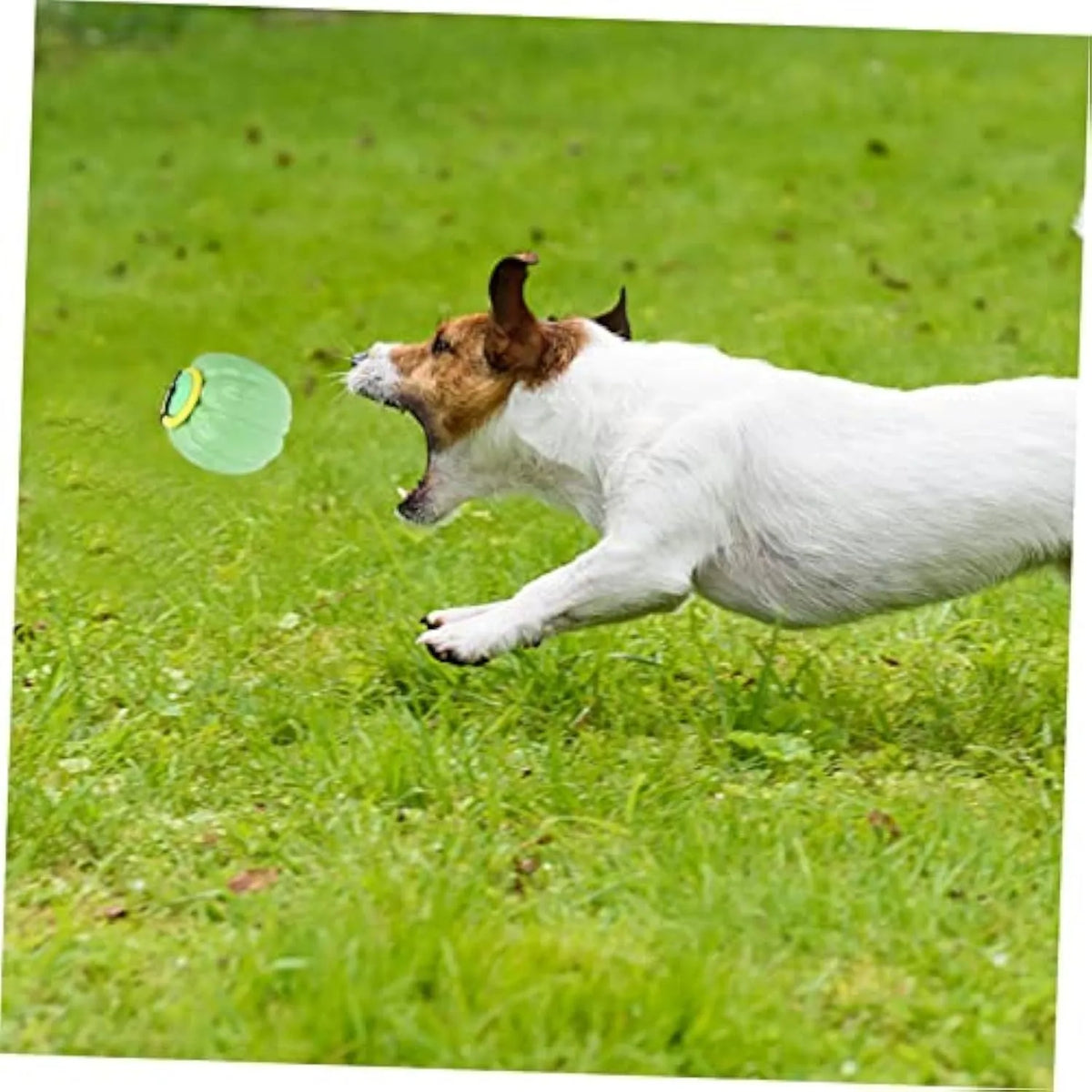 Pumpkin-shaped plastic dog ball with squeaker in green, orange and yellow colours for small dogs
