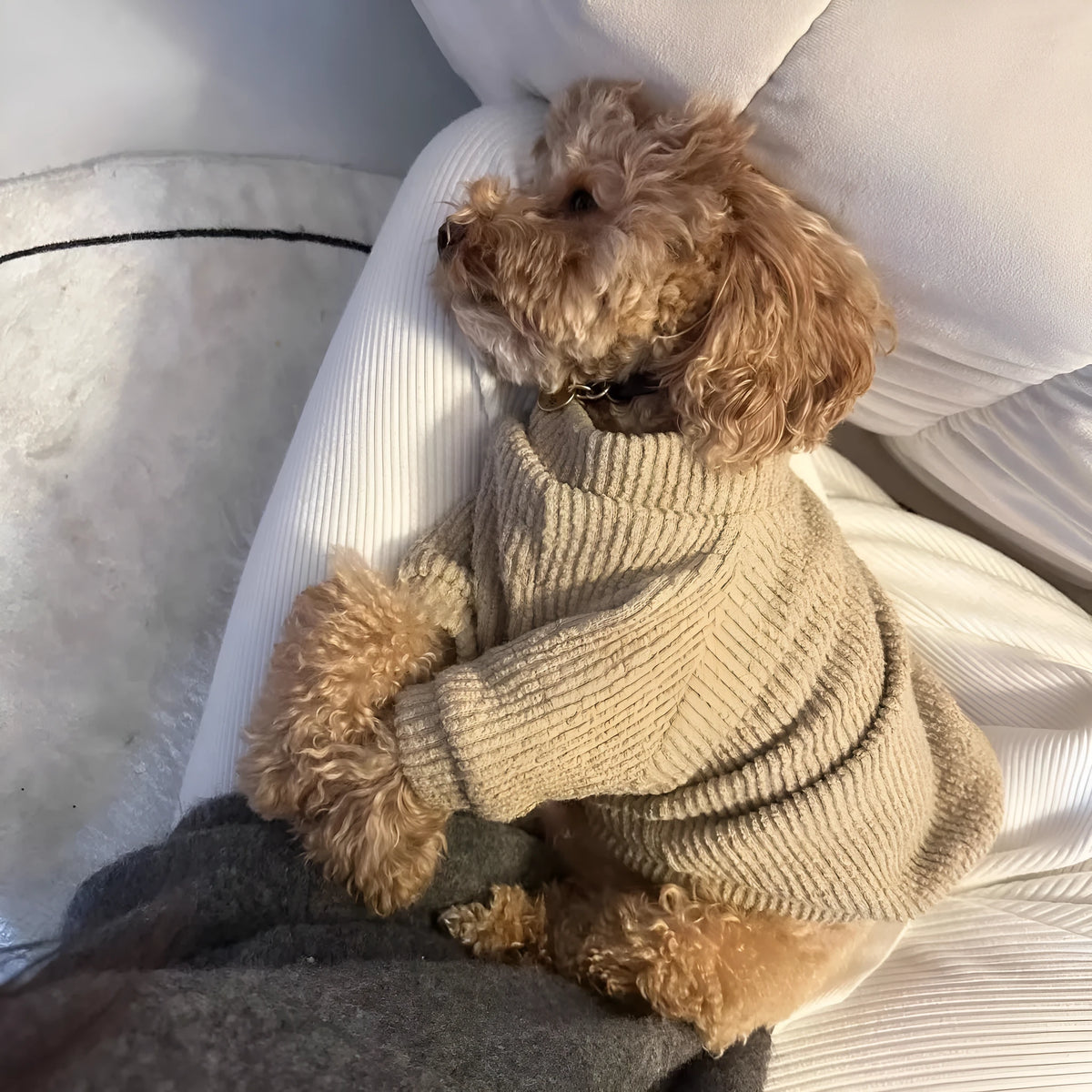 Brown cloth dog sweater pullover on a small white dog, showing casual style.