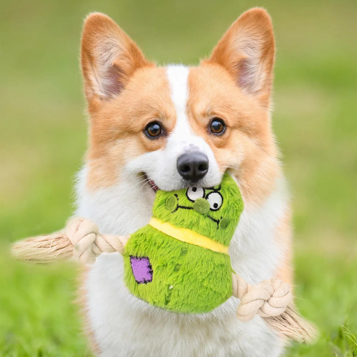 Green and purple plush rope knot dog toy with bite-resistant design for tug-of-war and tooth cleaning