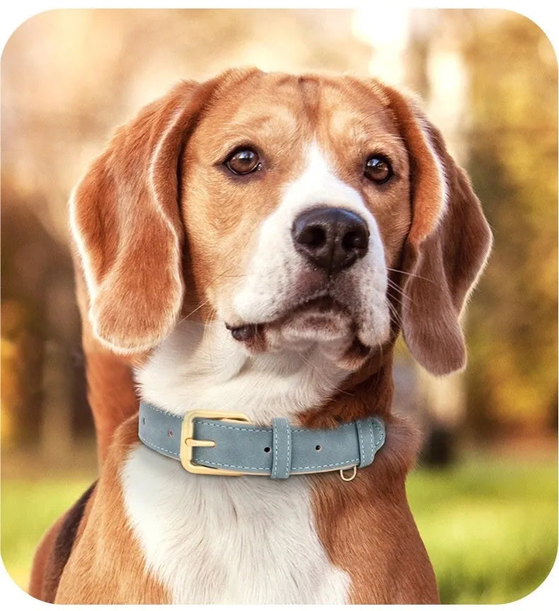 Blue double-layer leather dog collar and matching lead for medium-sized dogs.