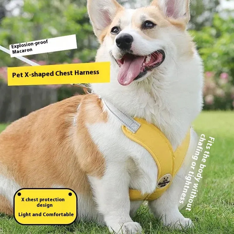 Polyester dog vest with attached hand-holding rope in blue, green, pink or yellow colours