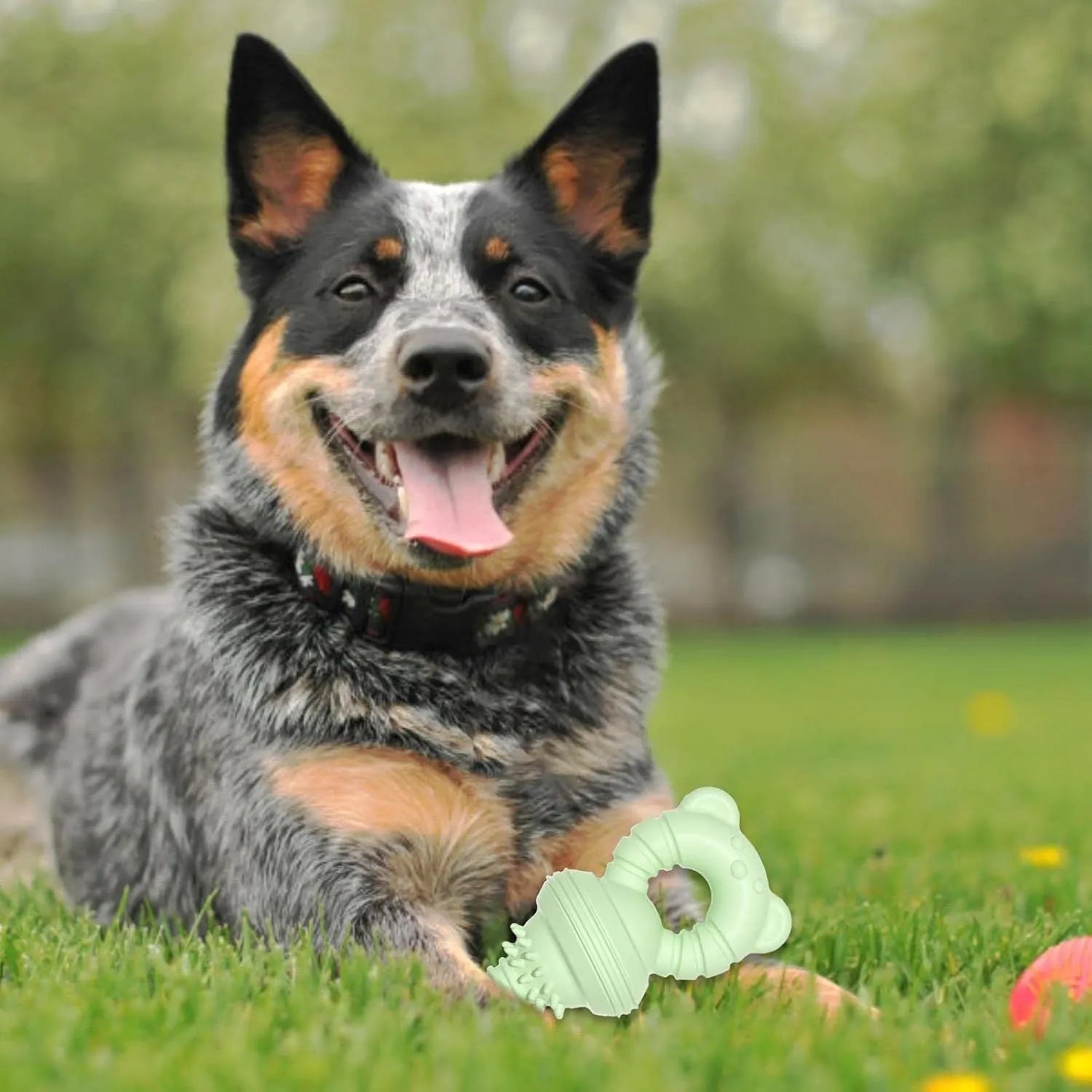 Blue rubber dog chew toy with molar cleaning texture and bell for aggressive chewers