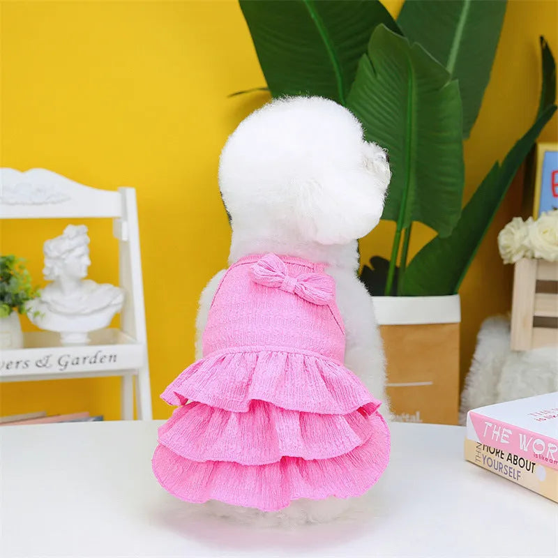 Small white Bichon dog wearing a rose red layered princess dress.