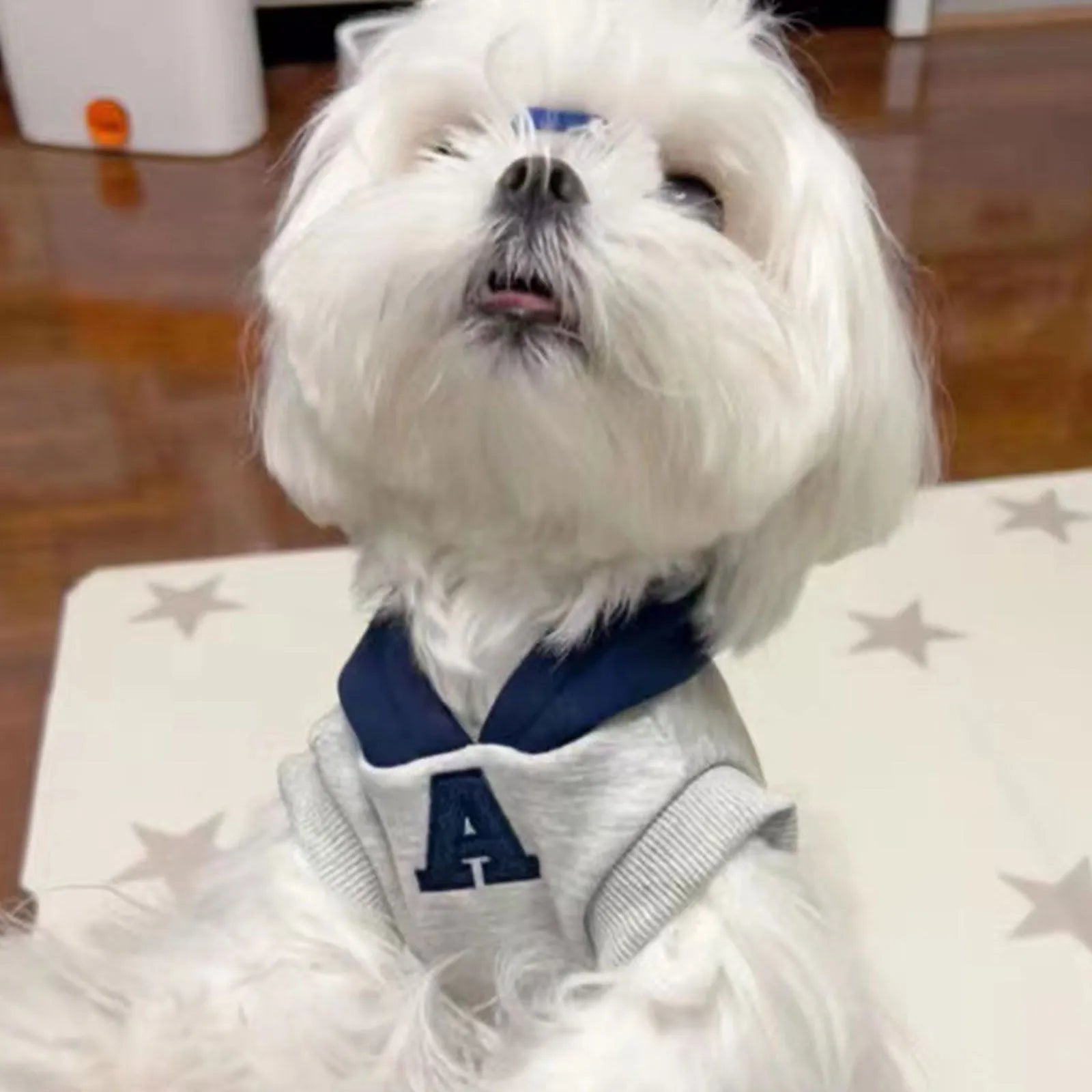 Blue and grey white slim-fitting pet hoodie with reflective letters for a dog or cat.