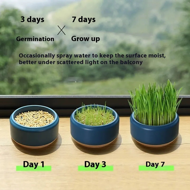 Hydroponic cat grass kit with blue, green and yellow growing cup options and seed packs
