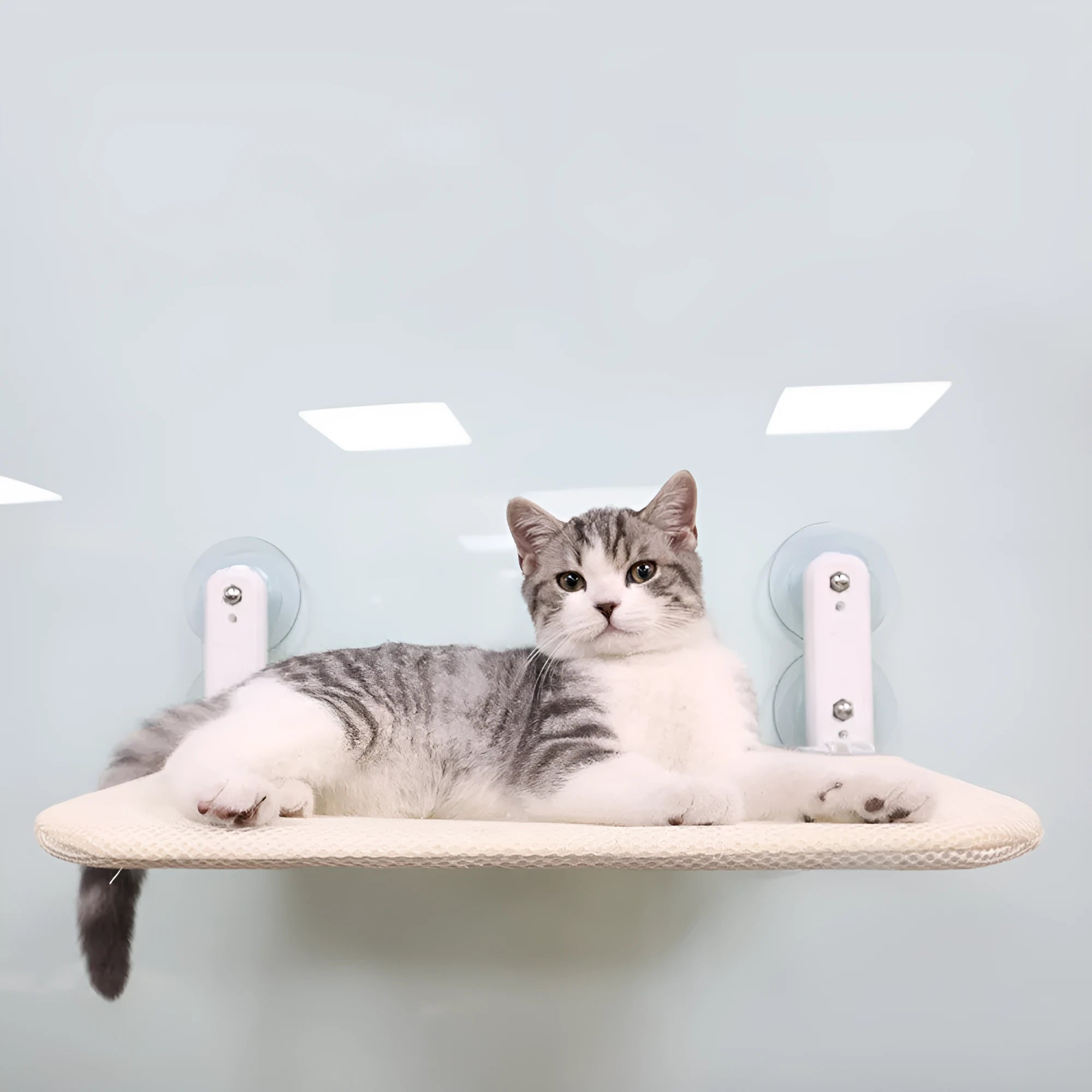 Stainless steel cat hammock with suction cups mounted on a window, showing a foldable seat cushion.