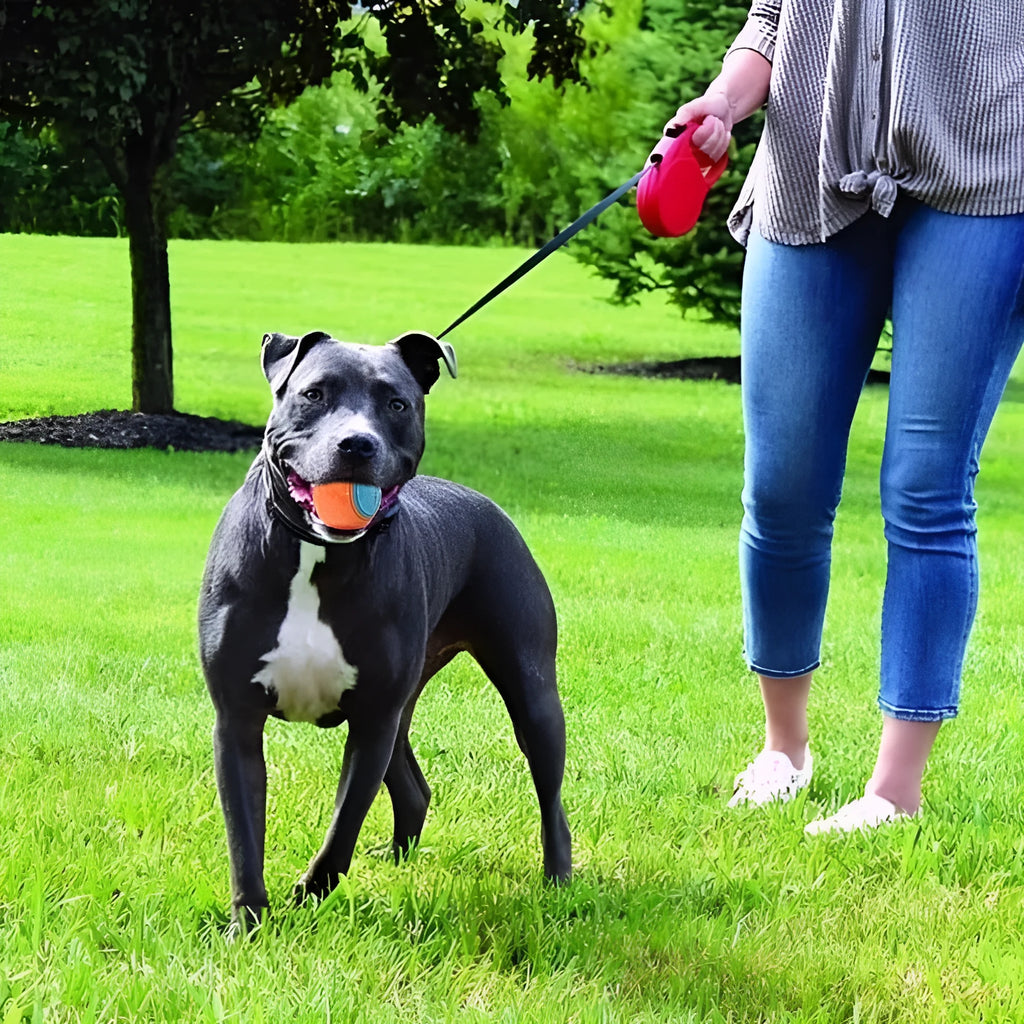 TPR rubber dog toy ball with squeaker in assorted colour combinations, 6.5cm diameter
